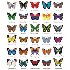 Boek Easy Butterfly Origami - Tammy Yee